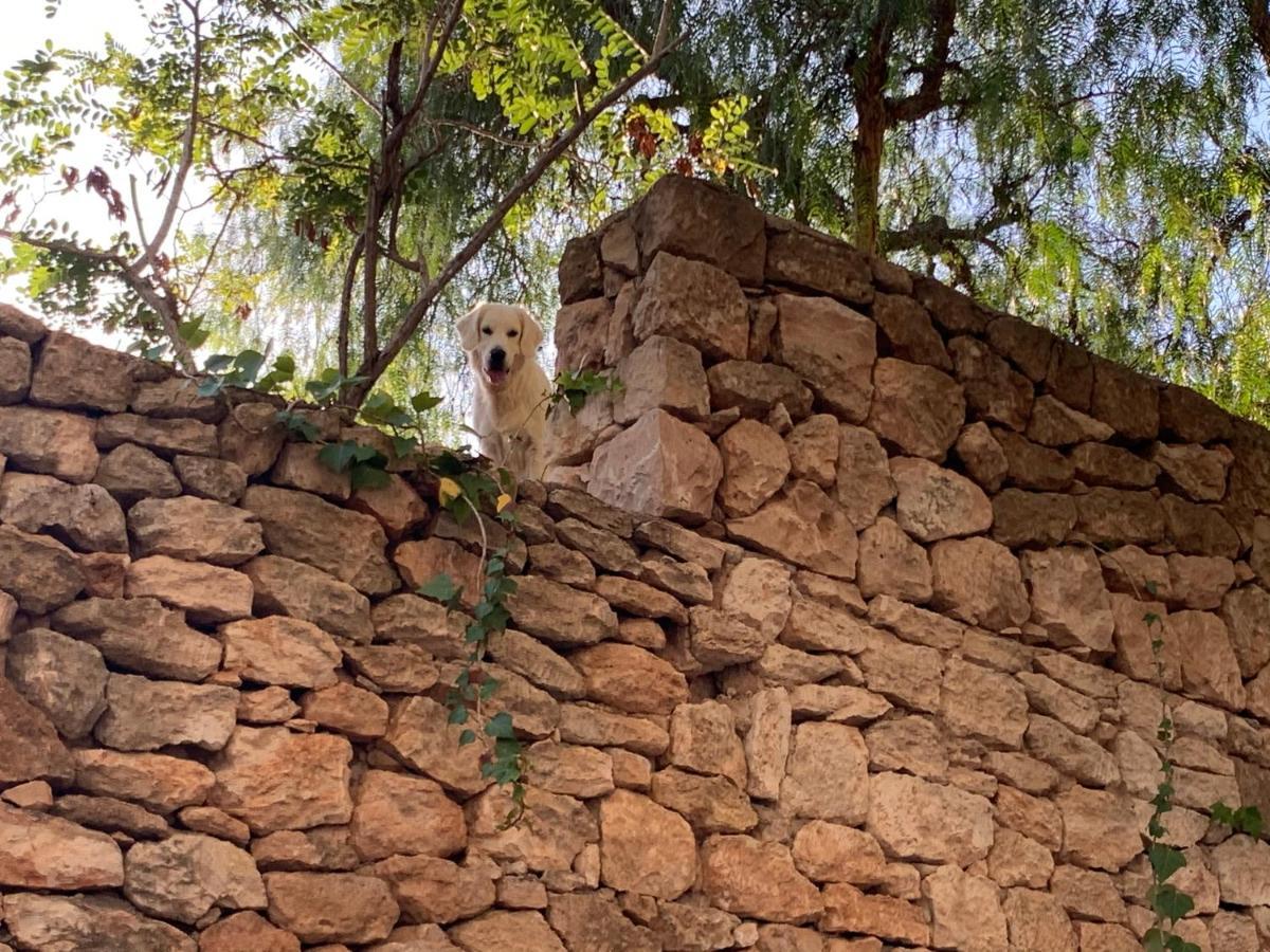 Alojamento de Acomodação e Pequeno-almoço Ibiza Paradise